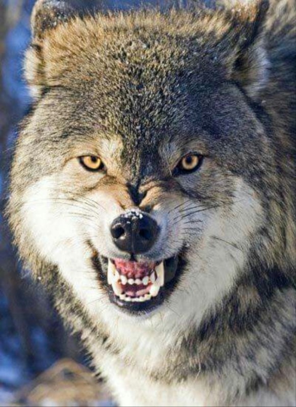 Создать мем: оскаленный волк, свирепый волк, злой волк