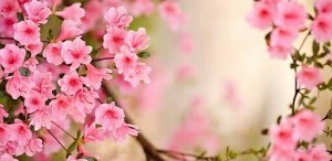 Create meme: cover Facebook spring, Pink Blossom, spring flowering