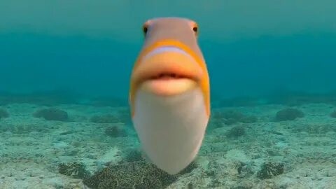 Create meme: fish fish, carbon monoxide fish, fish with lips