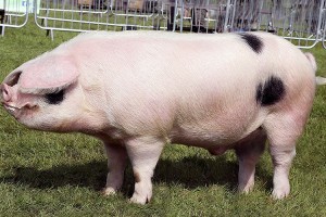 Create meme: large white breed of pigs, Estonian bacon breed pigs, Landrace breed of pigs