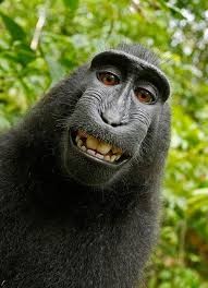 Create meme: black macaque monkey picture, selfie monkey, smiling monkey photo