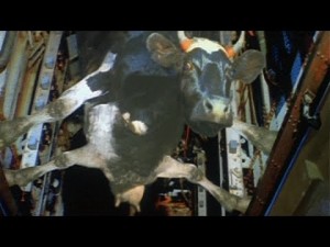 Создать мем: теленок, рогатый скот, особенности национальной охоты корова в бомболюке