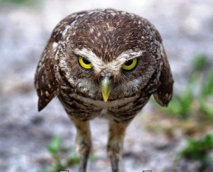 Create meme: evil owl, owls, owls