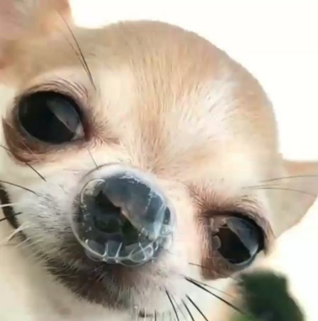 Create meme: chihuahua muzzle, funny chihuahua, Chihuahua grin