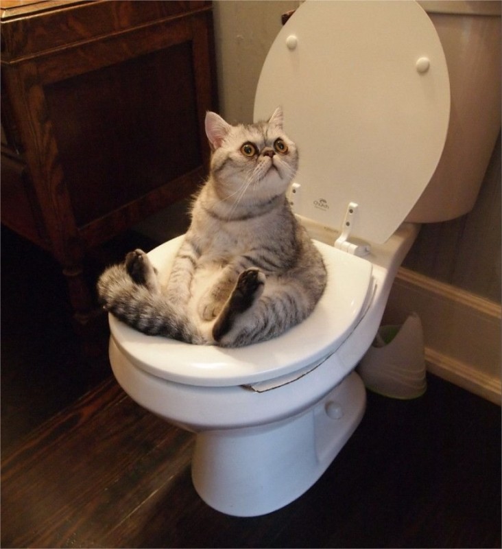 Create meme: the cat in the toilet , the cat is sitting on the toilet, funny cats 