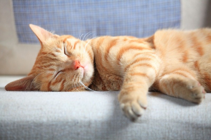 Create meme: red cat, The red cat is sleeping, sleeping ginger cat