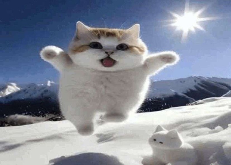 Создать мем: зимние котики, кот снег, котики