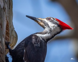 Create meme: woodpecker