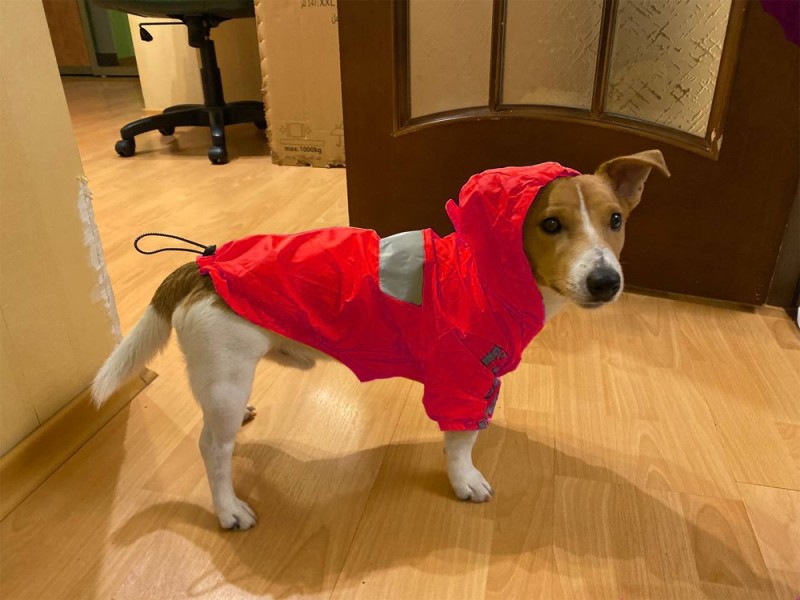 Create meme: clothes for dogs, jumpsuit raincoat for collie, raincoat for dog