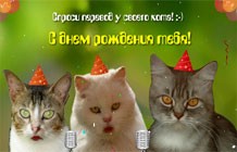 Create meme: happy birthday cat, cat, congratulations happy birthday cat