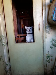 Create meme: cats of the suburbs, cat waiting photo