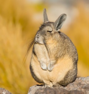 Create meme: Viscusi, viscacha figure, viscacha GIF