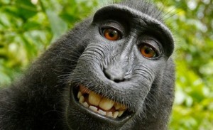 Create meme: Attractive baboon