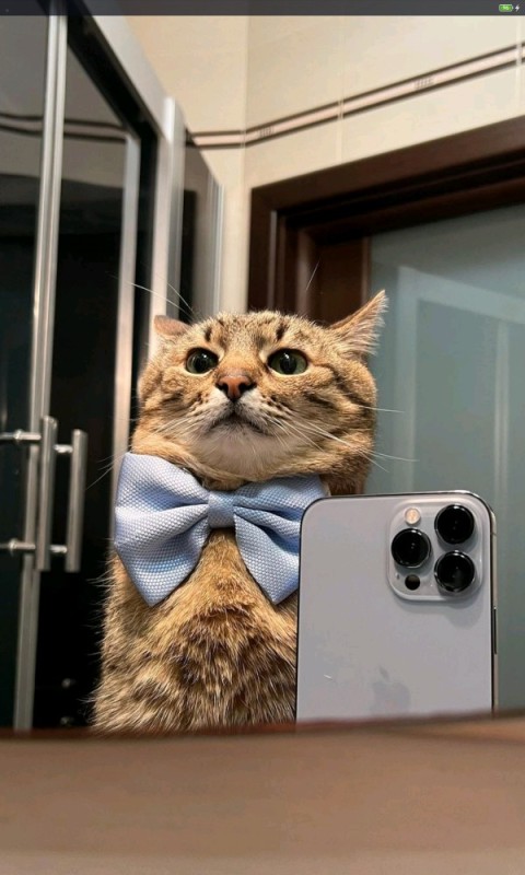 Create meme: cat stepan, a cat with an iPhone, cat with iphone