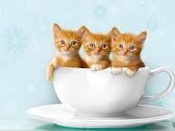 Создать мем: доброе утро люция, рыжий котенок, котик в кружке
