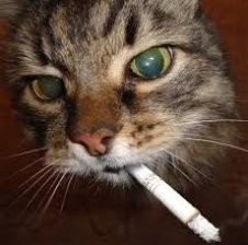 Create meme: stoned cat, stoned cat, cat with a cigarette