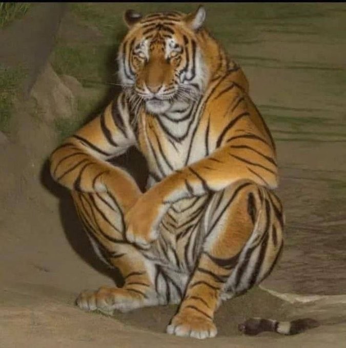 Create meme: tiger , male tiger, The tiger is sitting