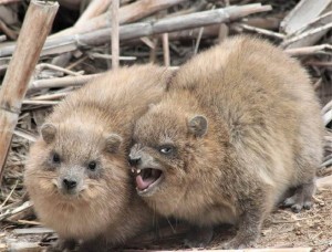 Создать мем: hyrax 10, rock badger, капский даман