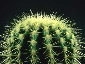 Create meme: cactus home, prickly pear cactus, the needles of a cactus
