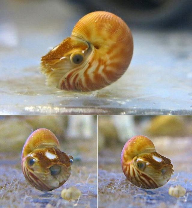 Create meme: nautilus cephalopods, The nautilus is an animal, Nautilus cephalopods