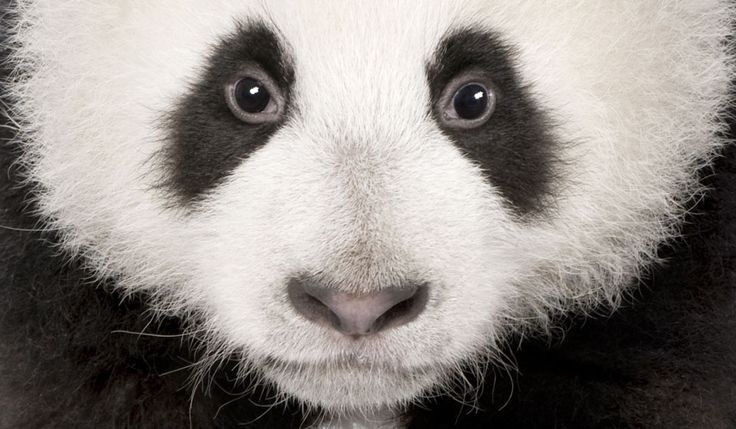 Create meme: panda animals, panda eyes, The panda effect