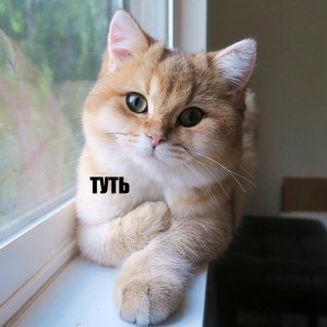 Create meme: tut meme cat, kitty tut, tut cat meme