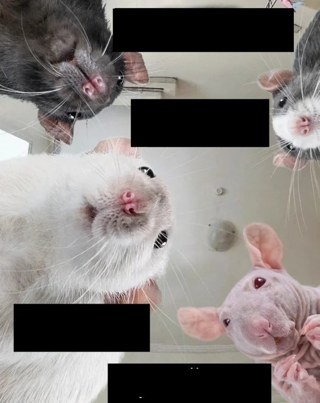 Create meme: The dumbo rat, rat nose, the dumbo rat is white