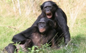 Create meme: chimpanzees common, chimpanzees, male chimpanzees