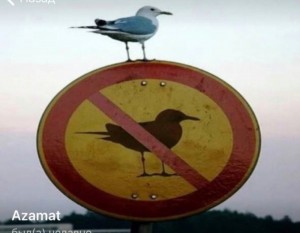 Create meme: Seagull, birds, bird
