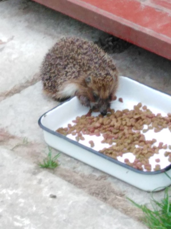 Create meme: home hedgehog, Big-eared hedgehog food, hedgehog hedgehogs