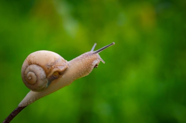 Create meme: the snail is beautiful, snail with, white snail