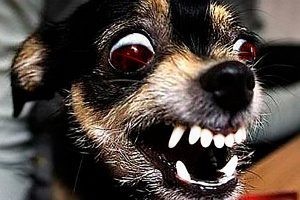 Create meme: evil toy Terrier, dog, mad dog