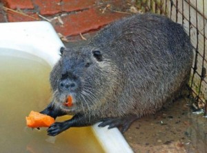 Create meme: rat, nutria, Nutria