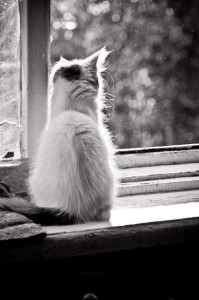 Create meme: waiting, favourite cats, cat