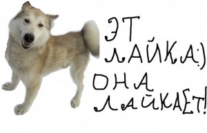 Создать мем: собака лайка, famous dog book the complete manual for all dog owners, потерялась собака