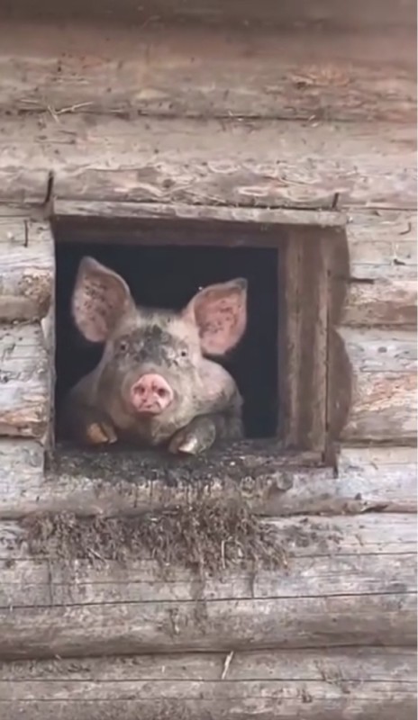 Create meme: pig in the house, pig in the barn, pig 