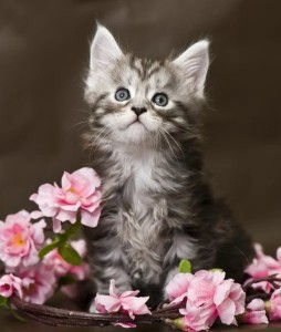 Create meme: Maine Coon, kitten with flowers, kittens the Maine Coon