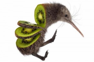 Create meme: kiwi bird