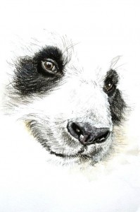 Create meme: drawings of animals, Panda sketch, drawing pandas