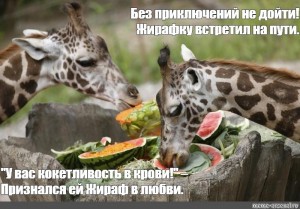 Create meme: curious animals, giraffe