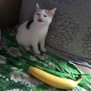 Create meme: silly cat, crazy cat lady, cat with banana