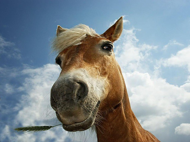 Create meme: horse , cool horse, horse's muzzle