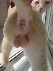 Create meme: the testicles of a cat, cat