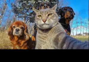 Create meme: kediler ve köpekler, cat selfie, dog