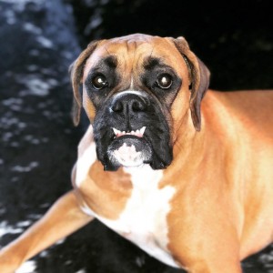 Create meme: bullmastiff, boxer dog