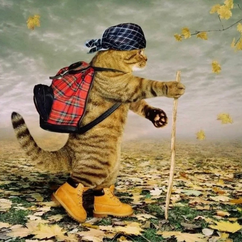 Create meme: A cheerful cat in the forest, cats are travelers, The tourist cat