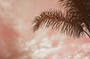 Создать мем: море пальма минимализм, деревья небо, пальма листья