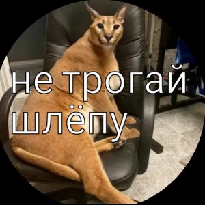 Создать мем: коты, кошка, каракал