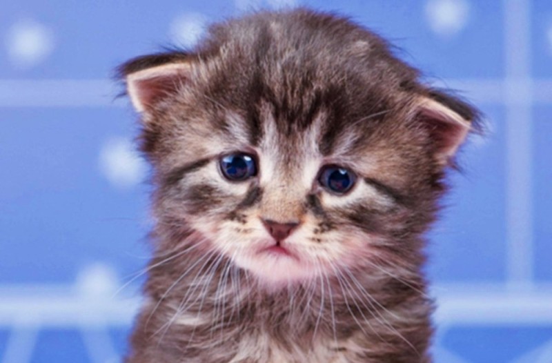 Create meme: kitties , striped kitten, the kitten is crying