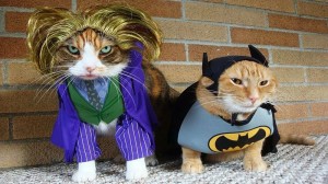 Create meme: cats in costumes